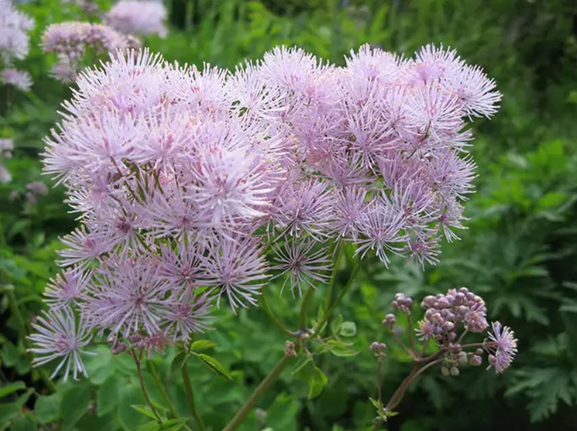 Василистник p9 Push 