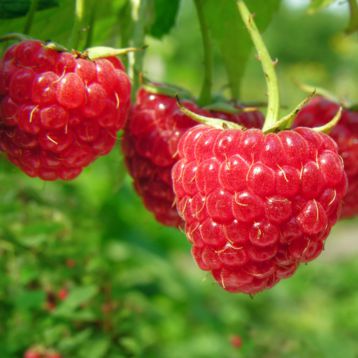 Малина Дельбар Манифик красн. в коробке Tim 