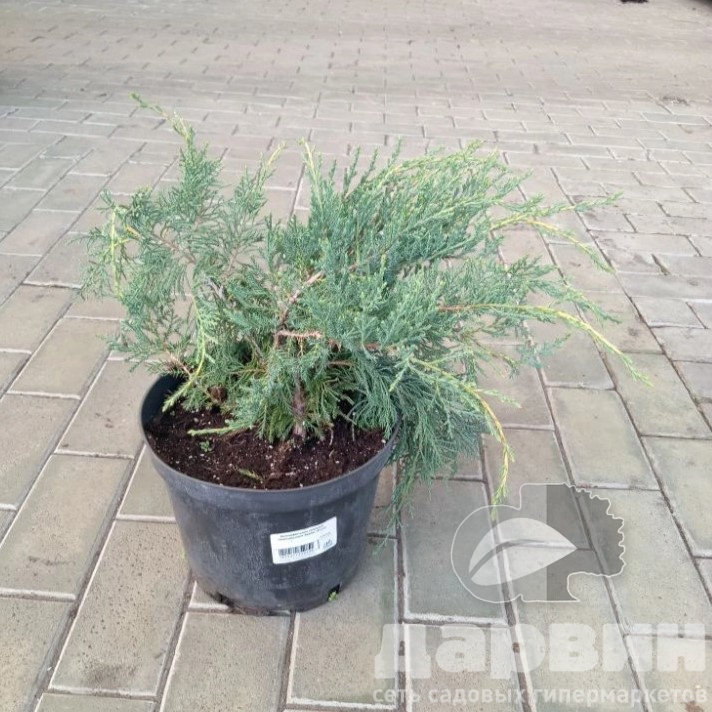 Можжевельник средний Пфитцериана Ауреа v5 Lav 