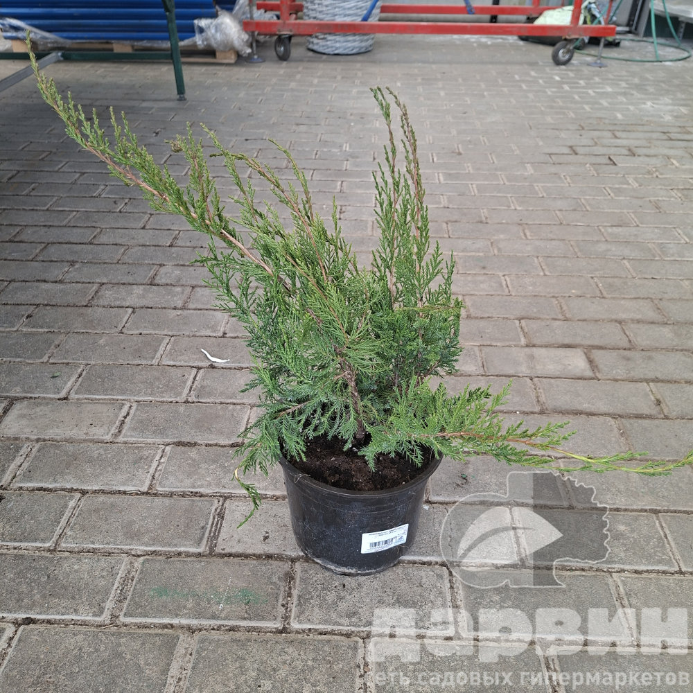 Можжевельник средний Минт Джулеп v5 Lav 