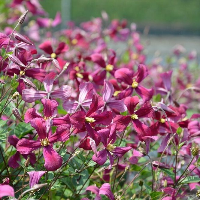 Клематис Строуберри Филдс p9 Cl 