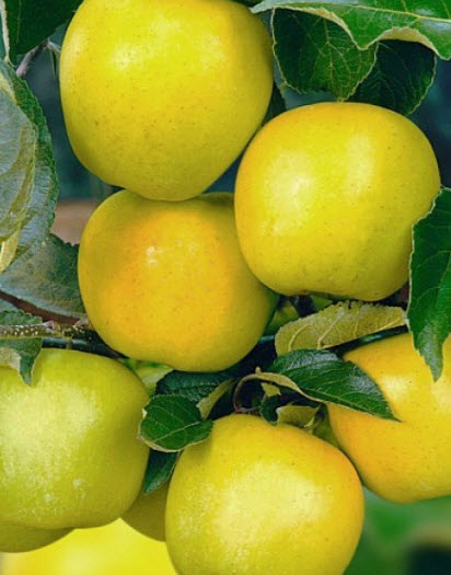 Яблоня карликовая Чудное Н35-55 С3 ЦО 