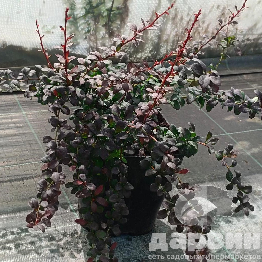 Барбарис тунберга Дартс Ред Леди v5 Lav 