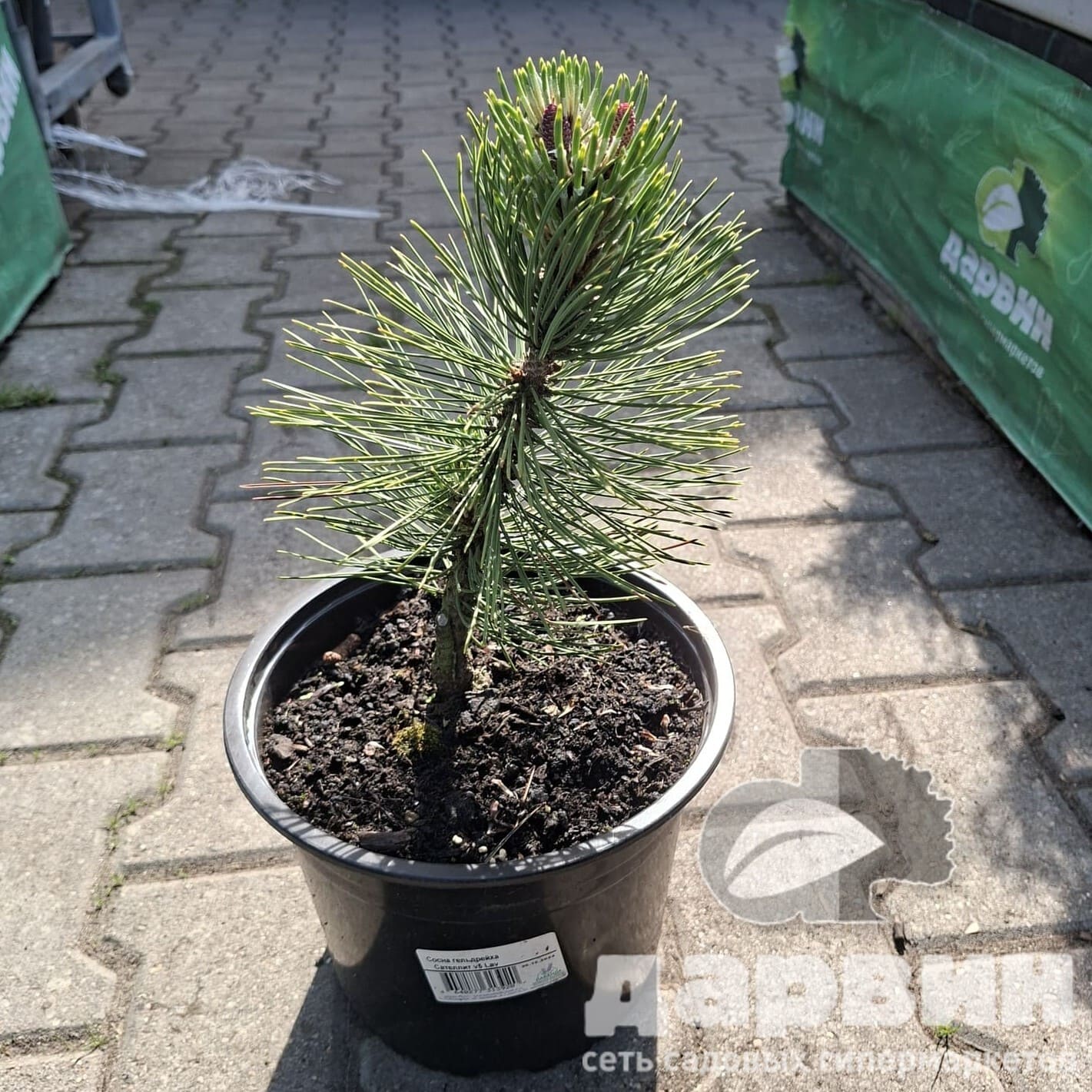 Сосна гельдрейха Сателлит v5 Lav 