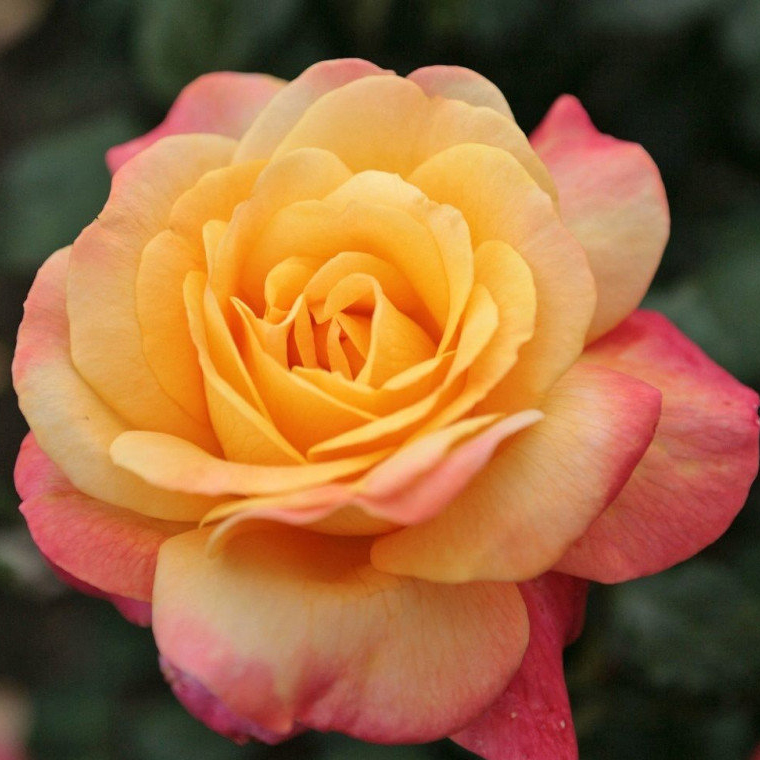 Роза чайно-гибридная Спилварк v5 Dem 