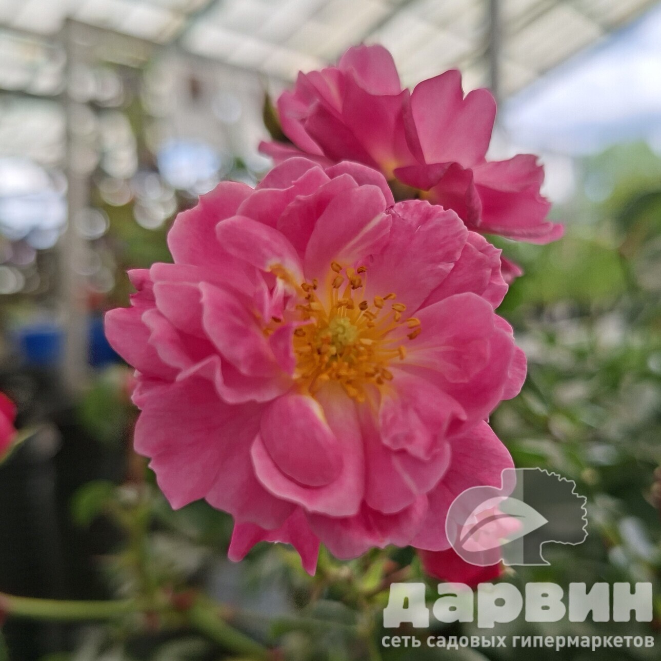 Роза на штамбе Меджик Медиленд C20, штамб 90 YP 