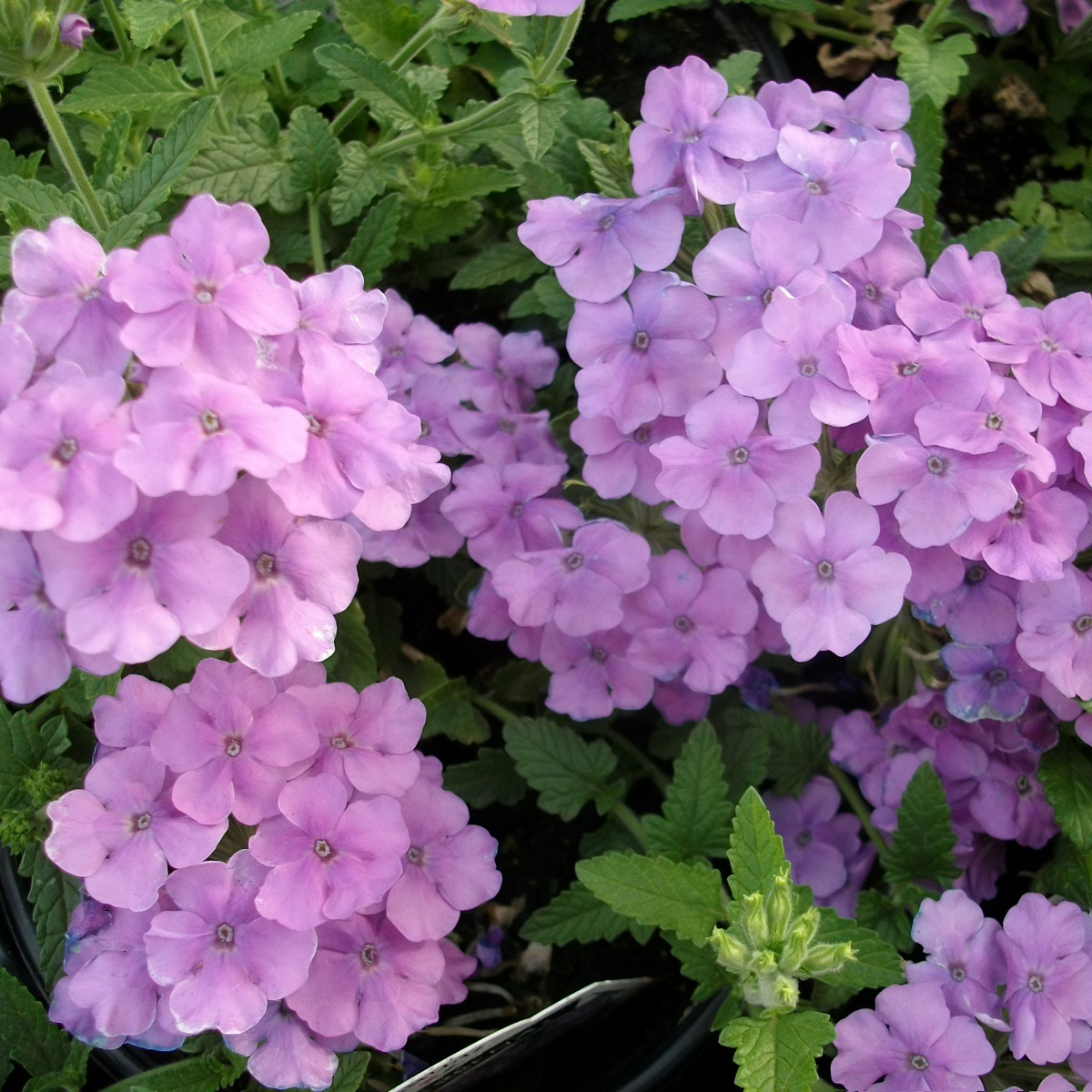 Вербена ампельная Импресс лавандовая D23 ПВ 