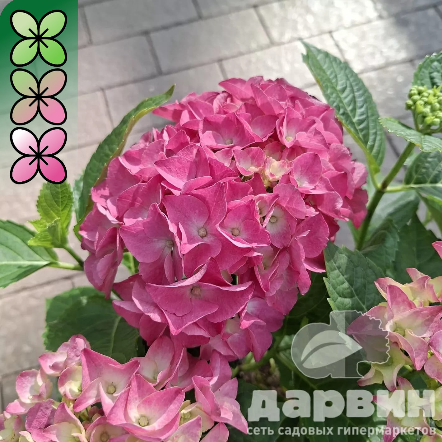 Гортензия крупнолистная Эрли Роуз v3 Tim 