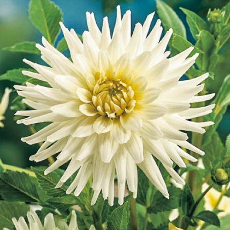 Георгина Вайт Стар v3 Tim 