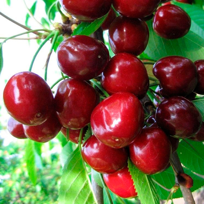 Черешня Валерий Чкалов 3-х летка Tim 