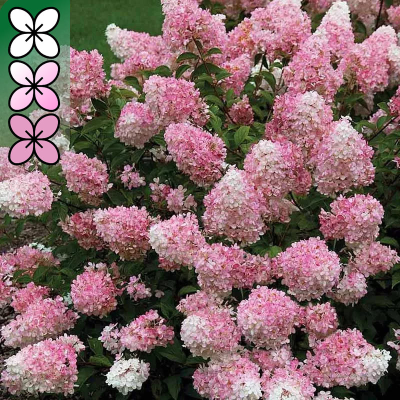 Гортензия метельчатая Тач оф Пинк С5 FD 