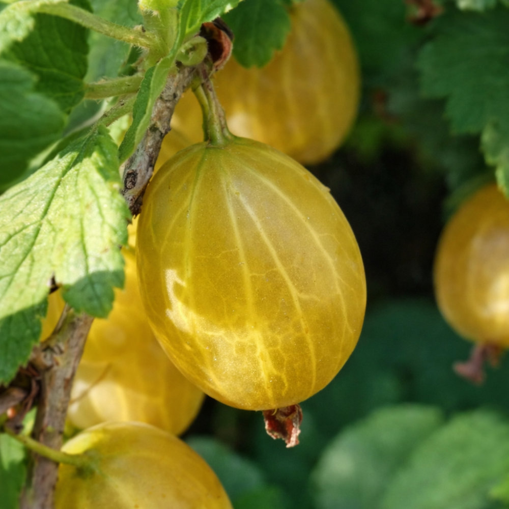 Крыжовник Английский Жёлтый v5 Lav 