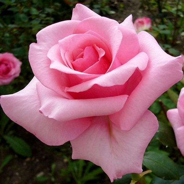 Роза чайно-гибридная Карина в коробке ZP 