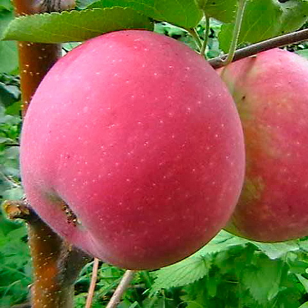 Яблоня Память Воину, 2-летка Gv 