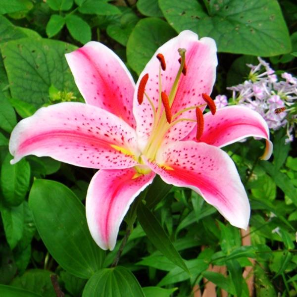 Луковица НВМ Лилия Пинк Перфекшн 14/16 1шт/уп 