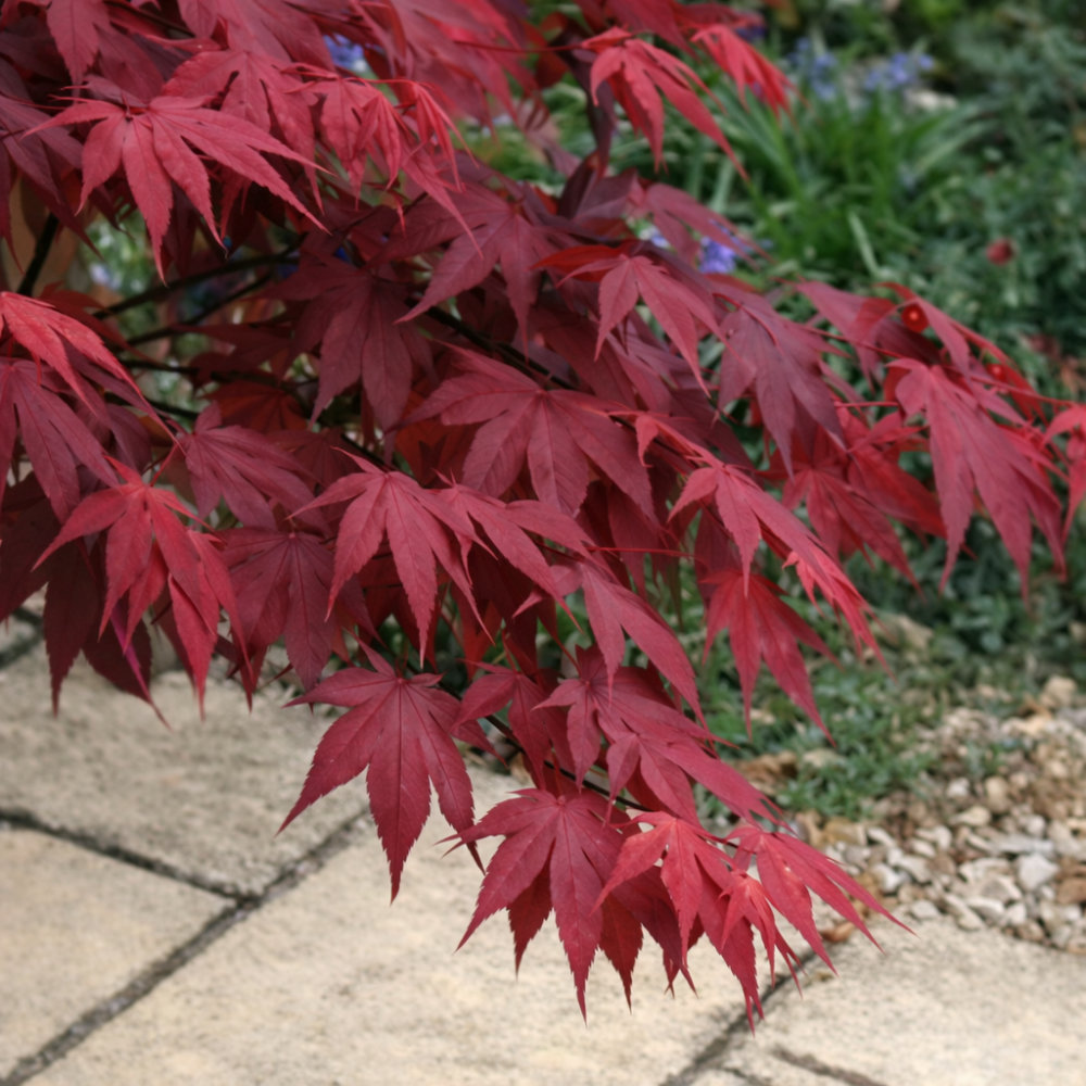 Клен веерный Атропуреум v5 Lav 