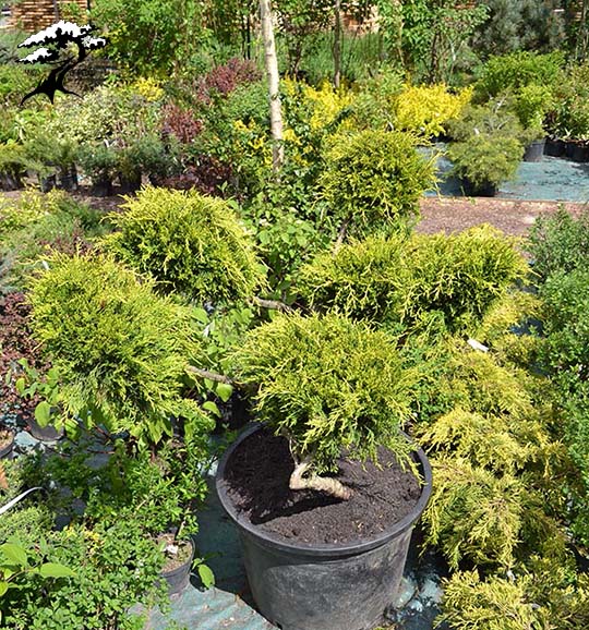Можжевельник средний Пфитсериана Ауреа БОНСАЙ v55 h100-125 Tw 