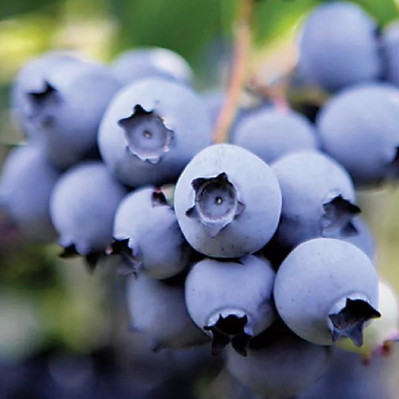 Голубика Нельсон v5 Tim 