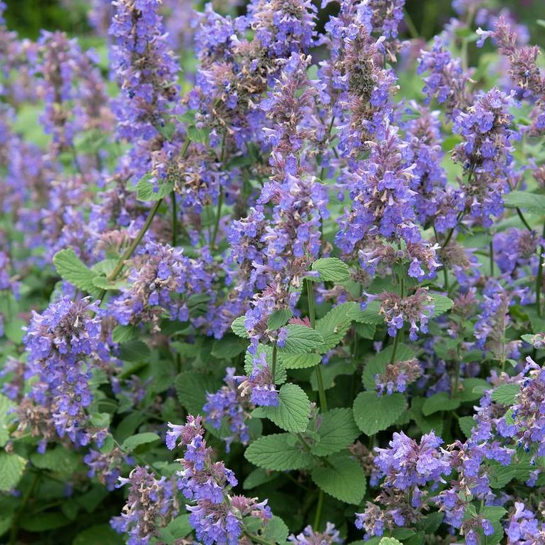 Котовник фассена v2 Lav 