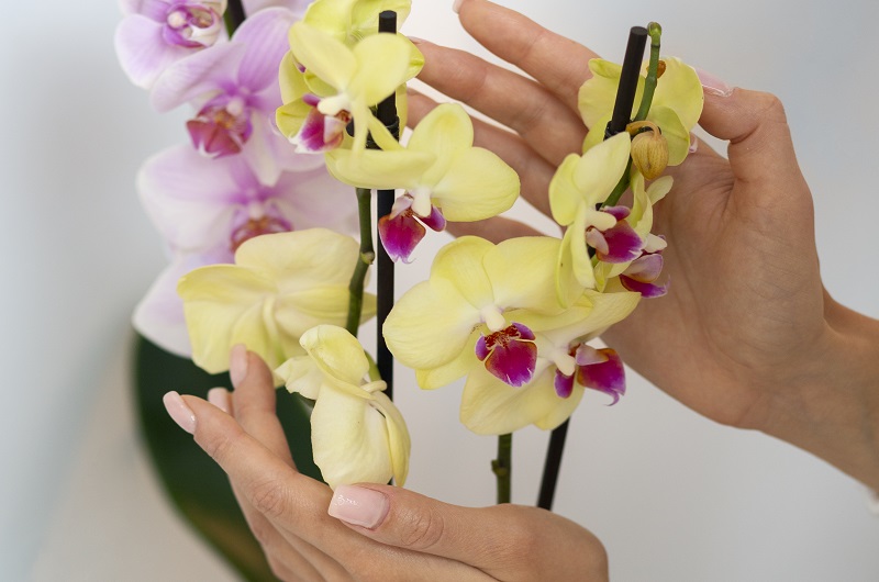 Позаботьтесь об орхидеях 
