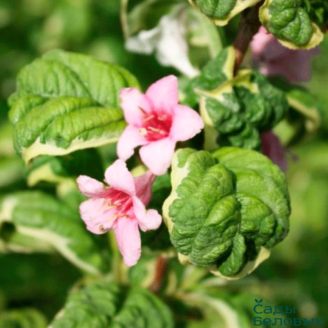 Вейгела цветущая Карикатура  v2 Lav 