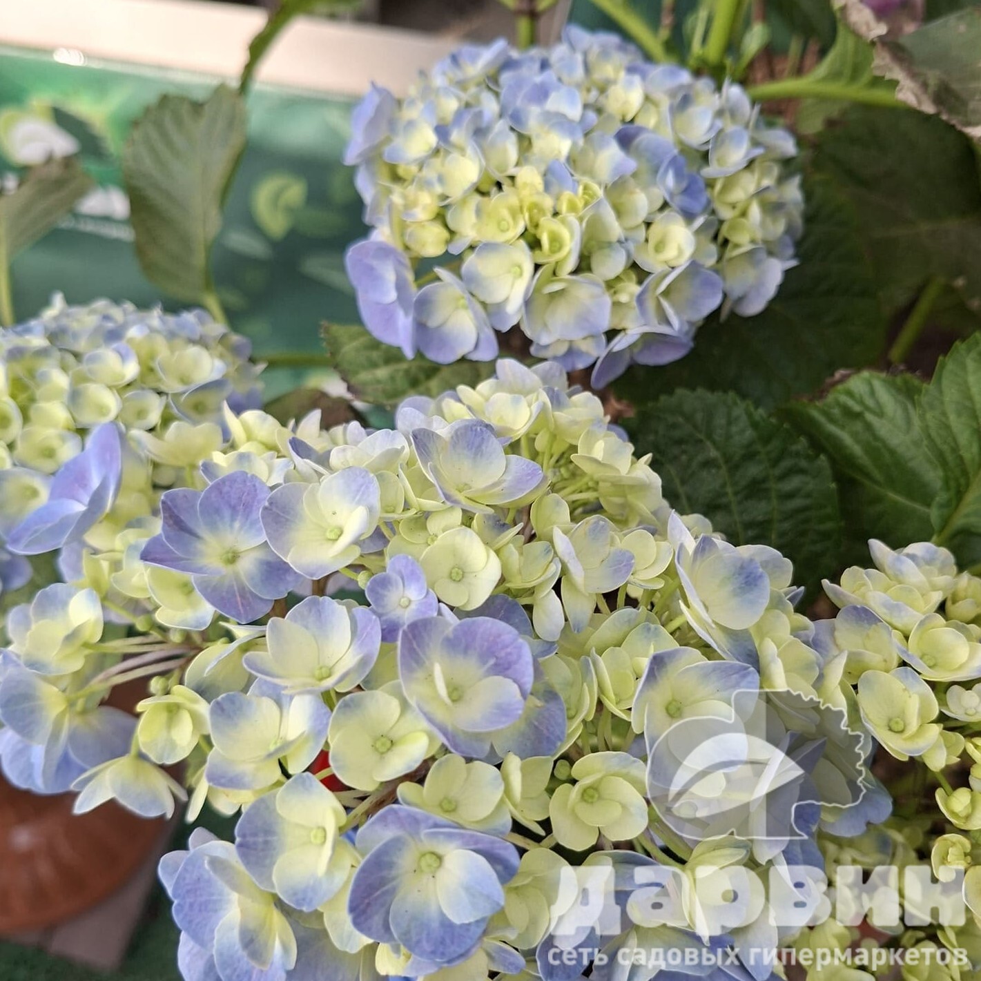Гортензия крупнолистная Боденсе Блю v3 Tim 