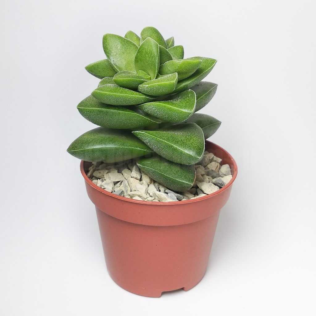 Крассула Спрингтайм d9 