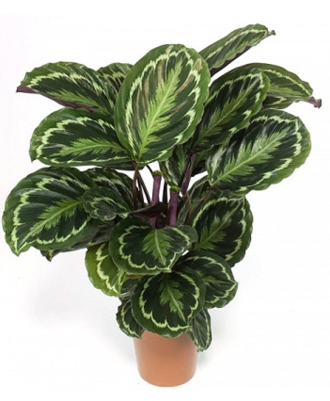 Крассула Перфората d9 ХР 