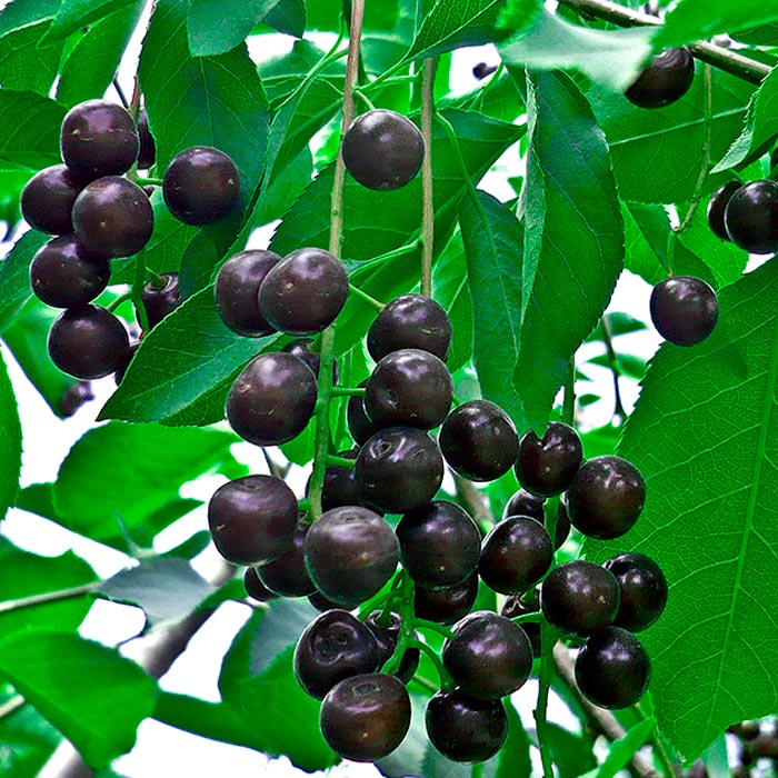 Черемуха обыкновенная в асс. с2-3 