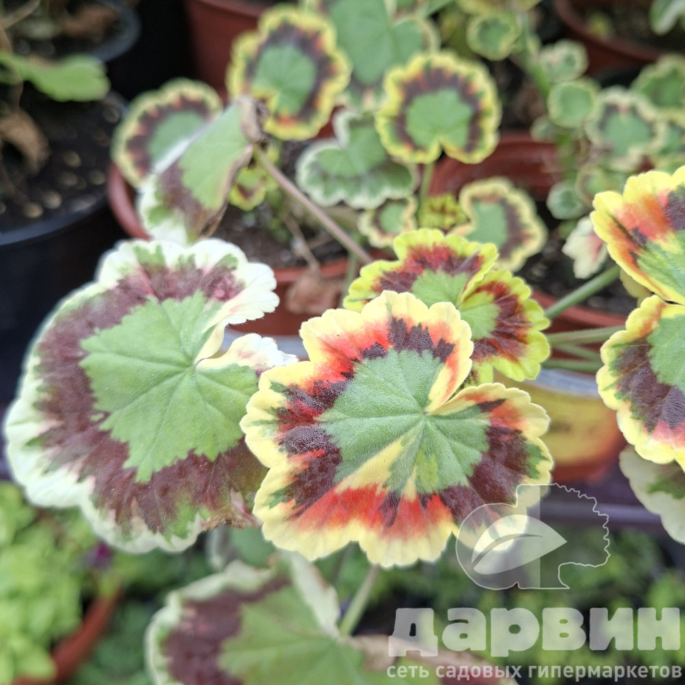 Пеларгония плющелистная Сплеш d12 Tim 