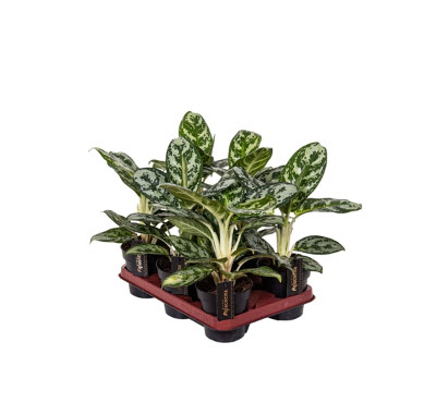 ОсновноеИзображение