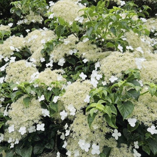 Гортензия черешковая Петиоларис  v2 CL 