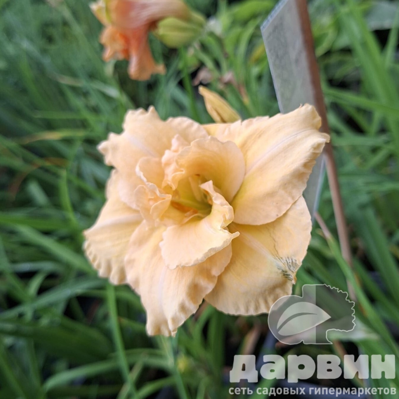 Лилейник Силоам Дабл Саксес v2 Tim 