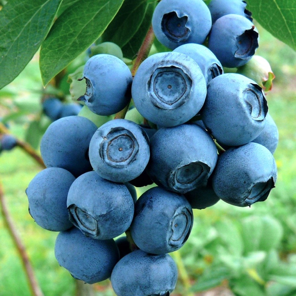 Голубика садовая Патриот v1 Tim по цене  Голубика садовая Патриот v1 Tim