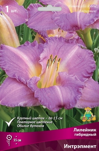 Корневище Лилейник гибридный Интрэпмент  1шт Поиск 