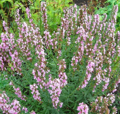 Корневище Иссоп лекарственный Розеус I 1шт Поиск 