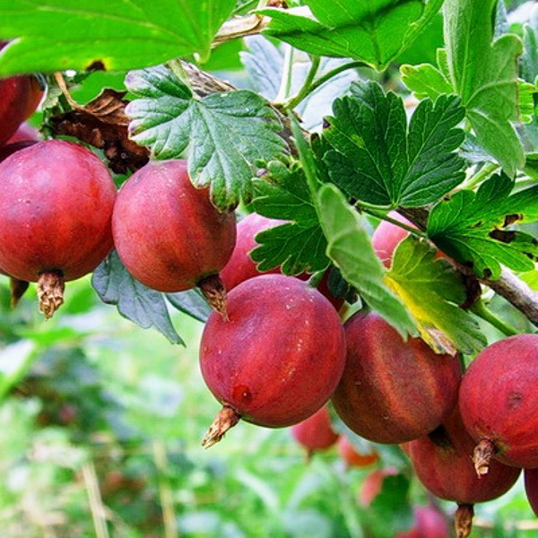 Крыжовник Колобок, красный в коробке Tim 