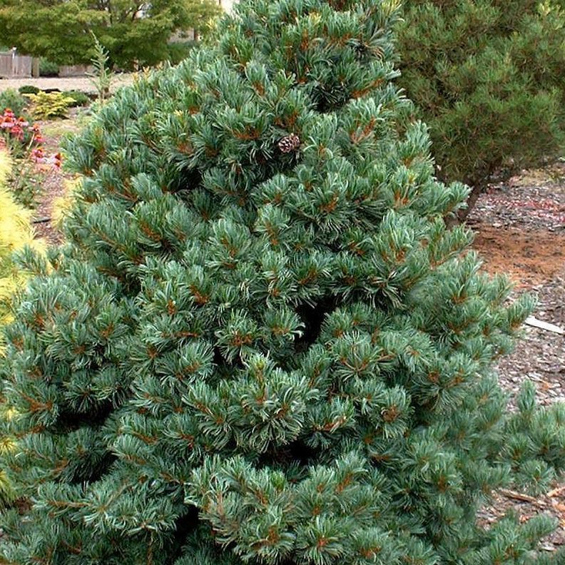 Pinus parviflora