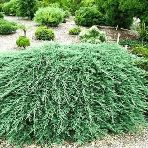 Можжевельник казацкий Там Ноу Блайт C10, 30-40см YP 