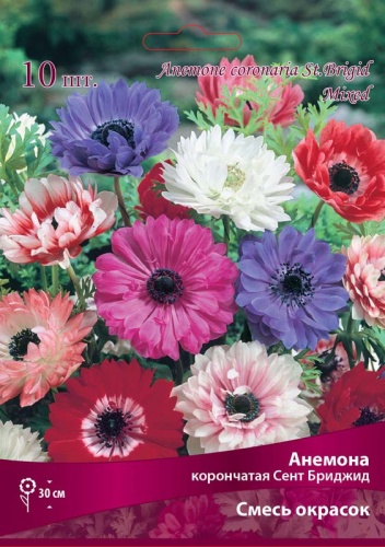 Луковица Анемона корончатая Сент Бриджид Смесь окрасок   10шт Поиск 