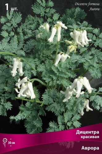 Кореневище Дицентра красивая Аврора 1шт Поиск 