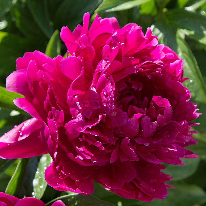 Пион Карл Розенфельд v5 Tim 