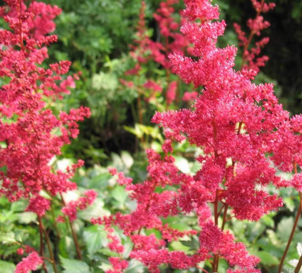 Многолетник (ценовая категория 179руб) SW 