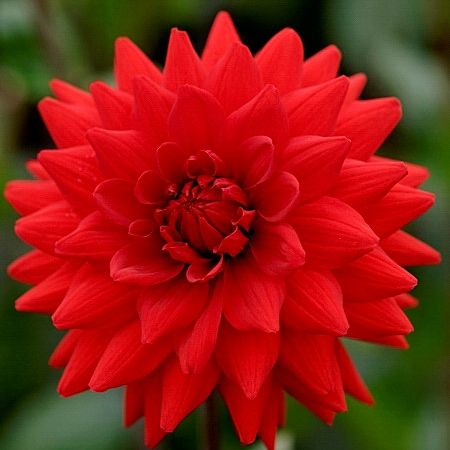 Клубень HBM Георгина Ред Маджорет 1шт/уп 