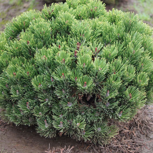 Растение сосна горная Лимерик 40-50 см С10, Mt 