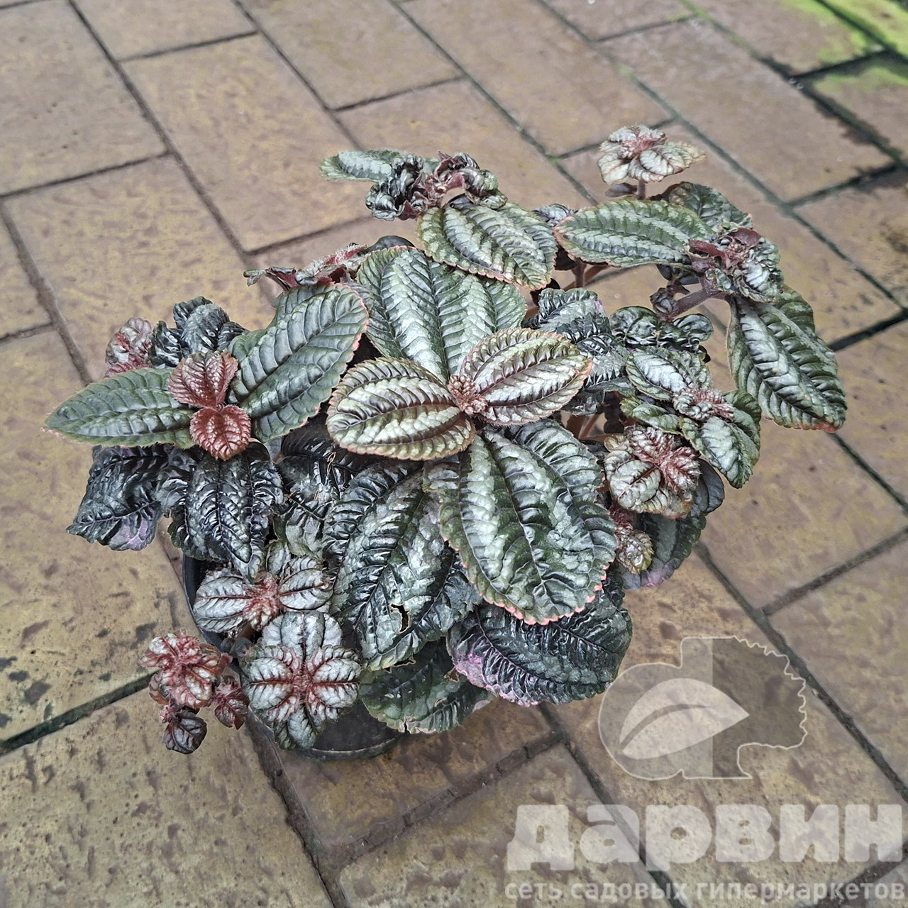 Пилея Норфолк d11 Tim 