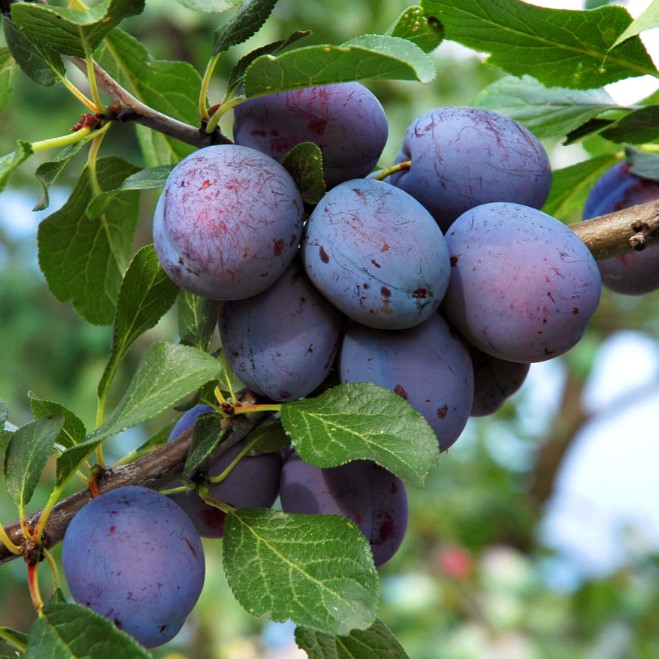 Слива Окская ранн v7 100-140 Tim по цене  Слива Окская ранн v7 100-140 Tim