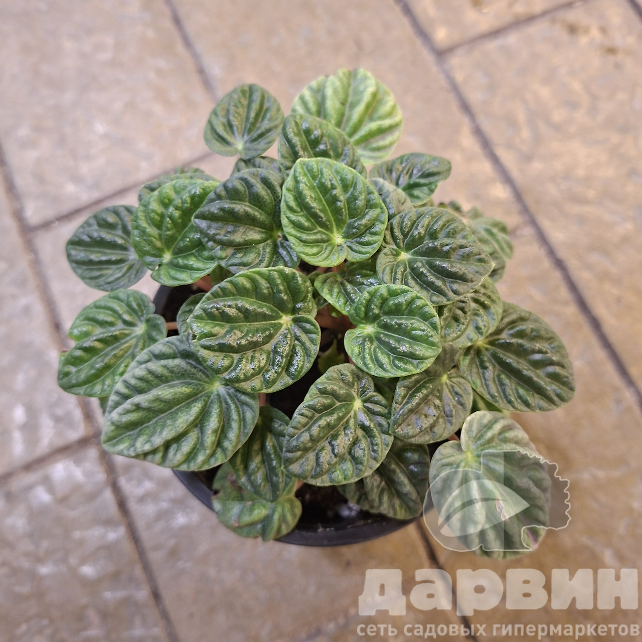 Пеперомия Лилиан д11 тим (3) WM