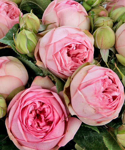 Роза флорибунда Лавли Рококо v5 Lav 