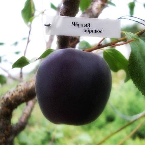 Абрикосово-сливовый гибрид Черный принц v7 100-140 Lav 